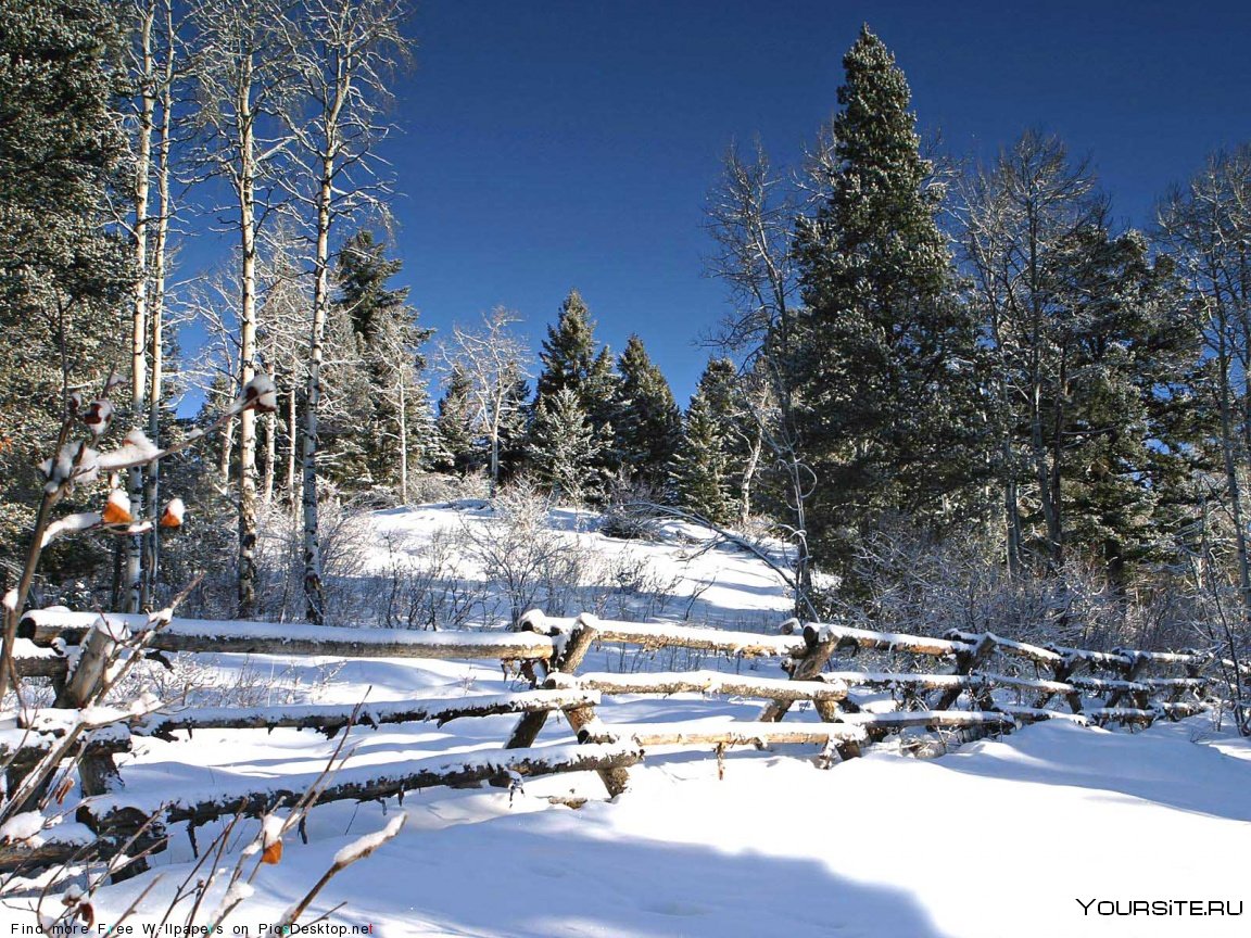 Деревенский лес зимой