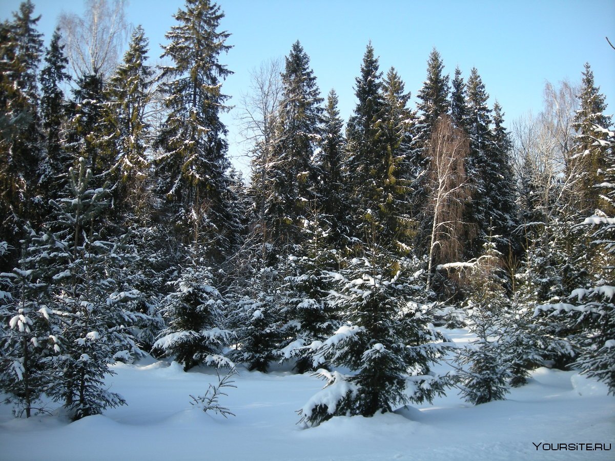 Русское хвойное. Лесная опушка ельник. Зимний еловый лес. Заснеженный еловый лес. Зимой в лесу.