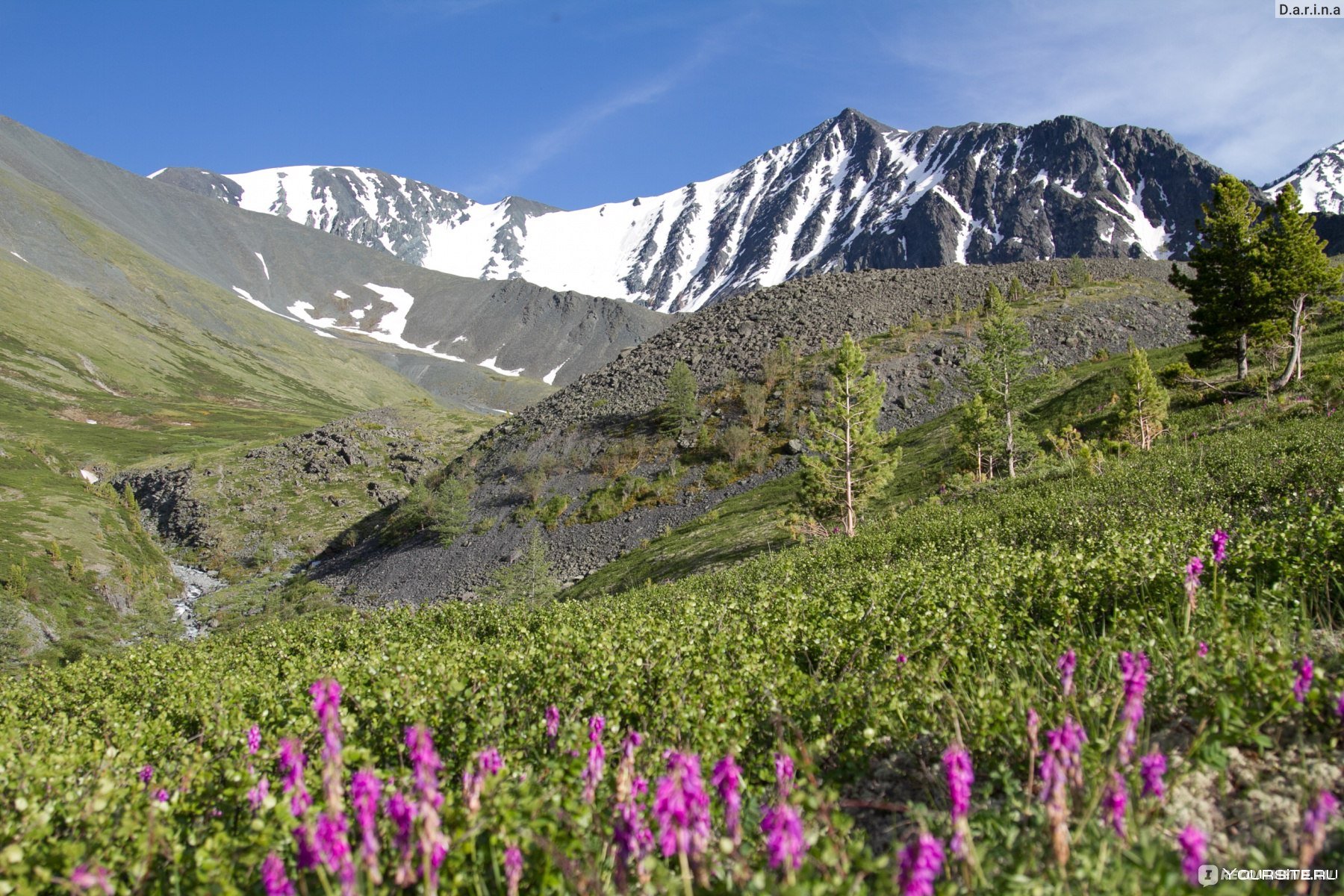 Растения высокой поясности. Гора Белуха, горный Алтай. Золотые горы Алтая природный парк Белуха. Белуха Алтай маральник. Высотная поясность горы Белуха.