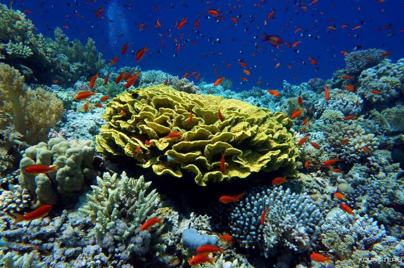 Коралловый риф Шарм-Эль-Шейх мурена