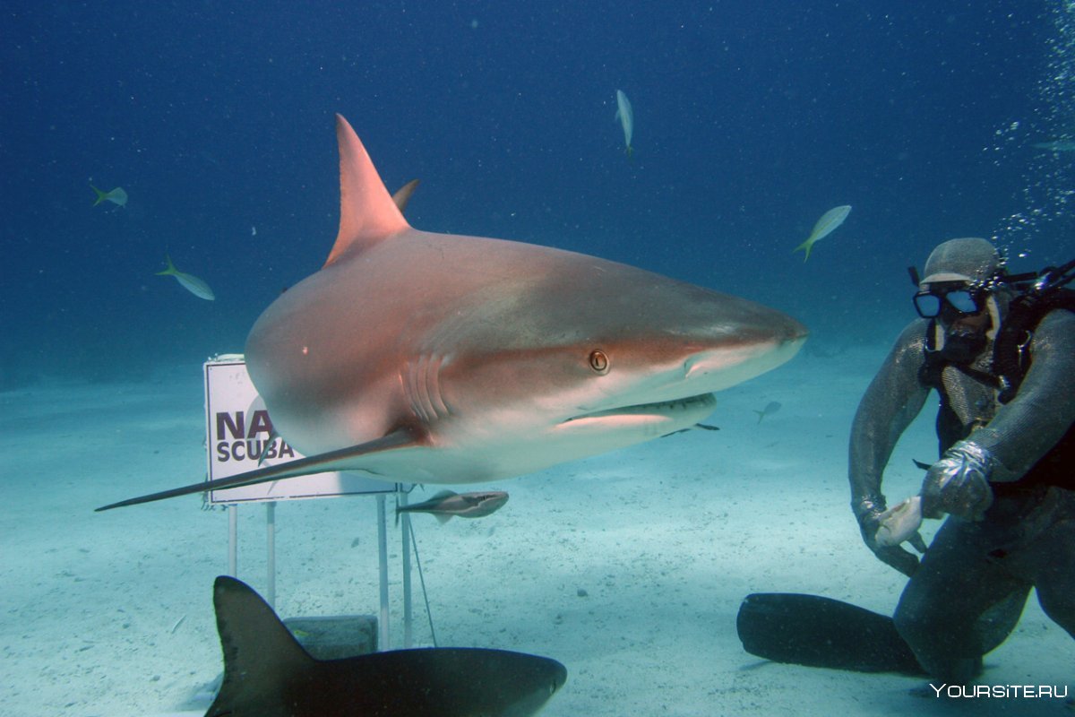 Рифовые акулы на Мальдивах