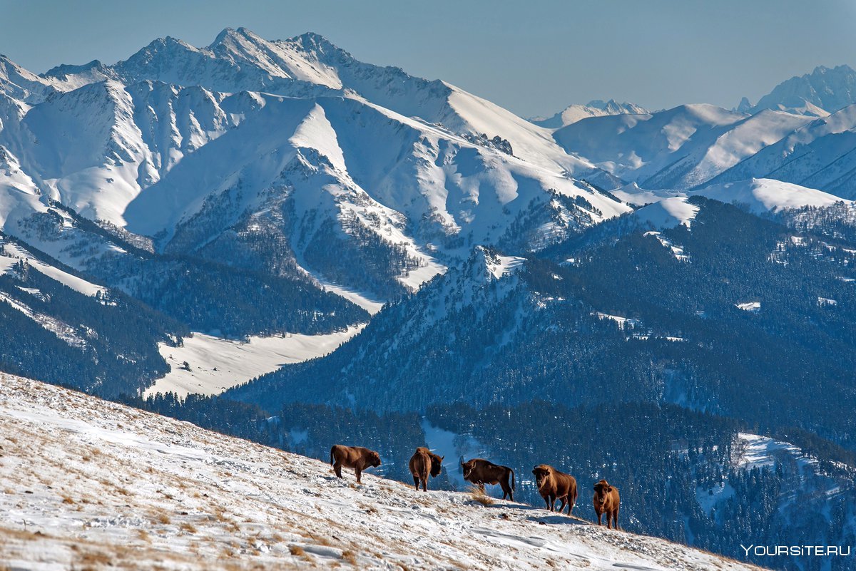 Кавказский биосферный заповедник зимой