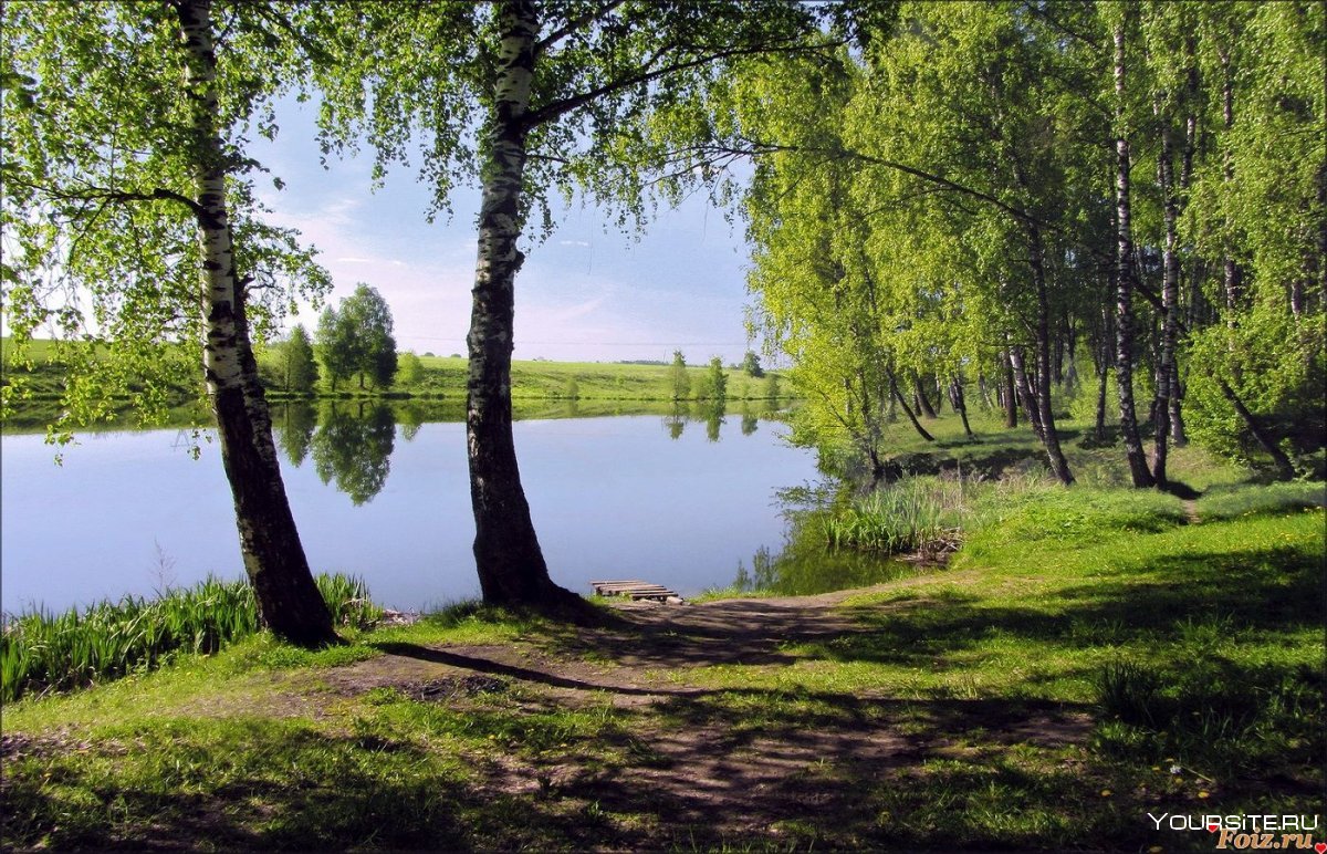 Пейзаж береза Березовая роща озеро