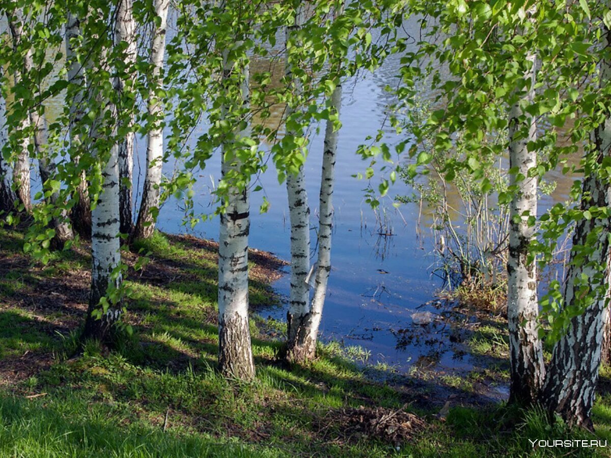 В природе есть удивительные праздники первая зелень. Озеро Березовое Березово. Березовая роща Тутаев. Березовая роща деревня. Берёзовая роща Каменск-Уральский.