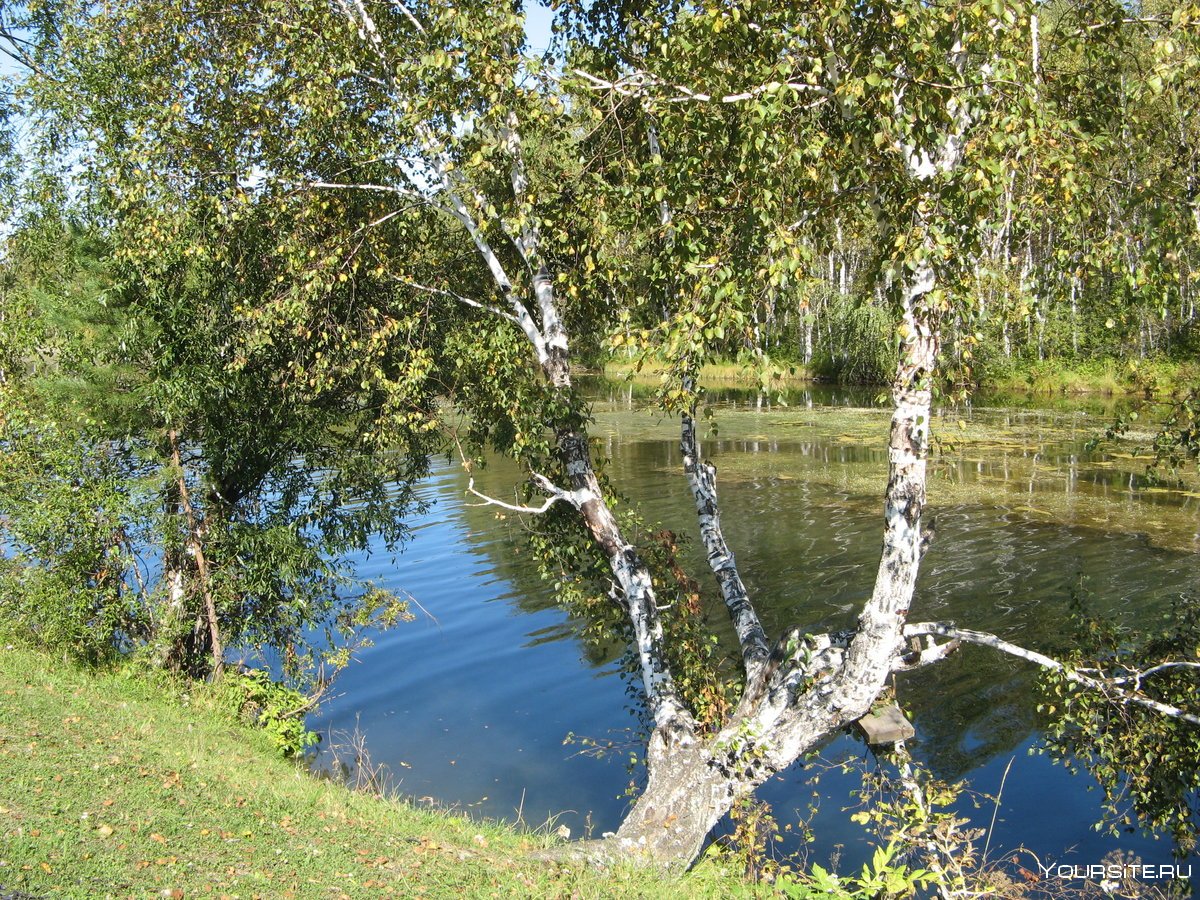 Береза на берегу Малаховского озера