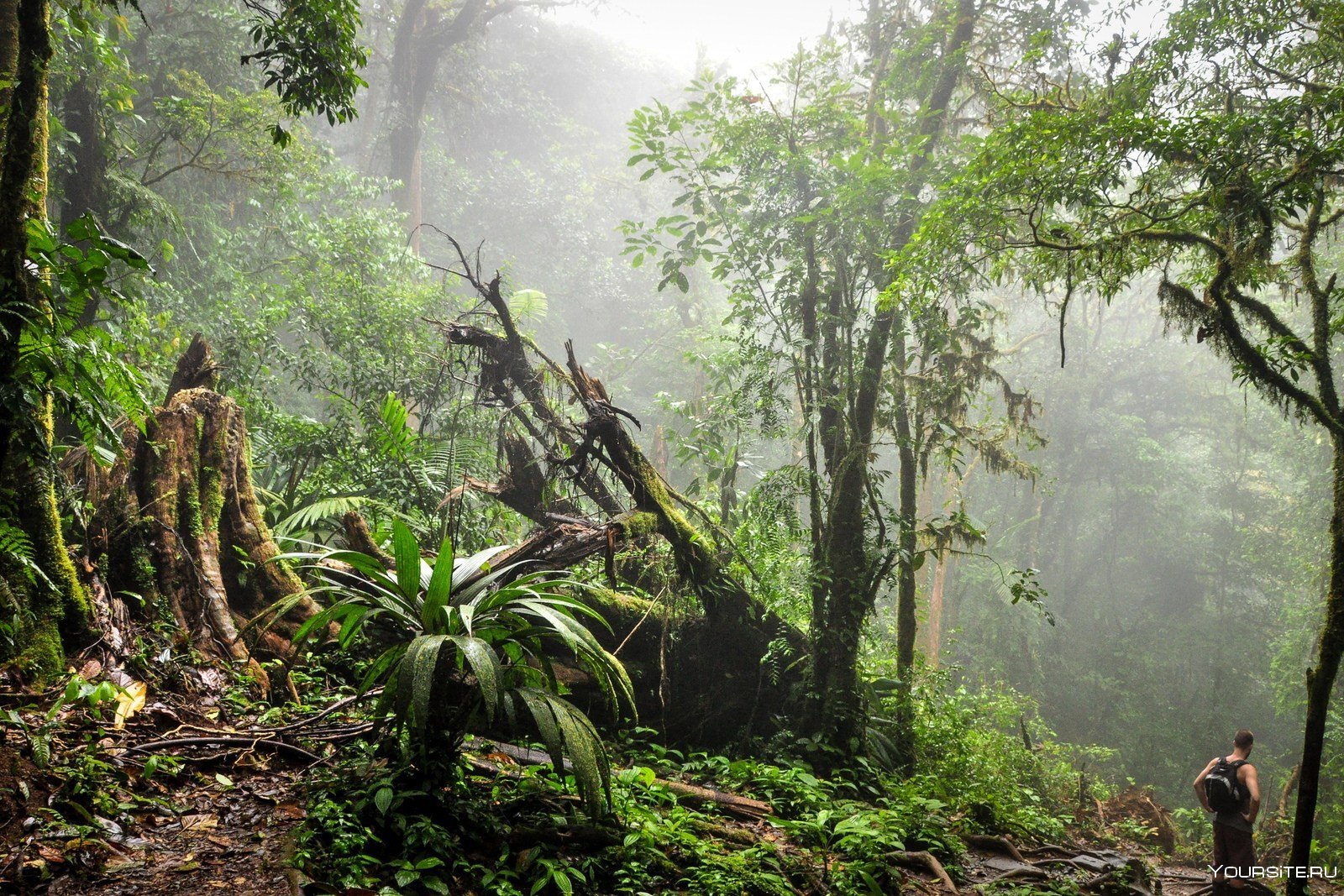 Сила джунглей. Джунгли лакапал Геншин. Национальный парк Мадиди Боливия. Тропические леса сент Люссии. Джунгли Дональдсон.