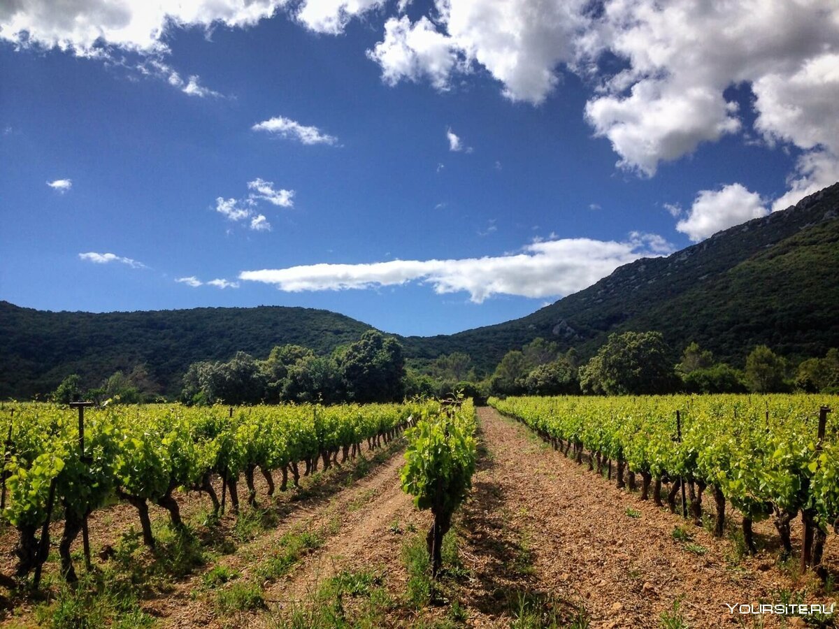 Виноградные плантации во Франции