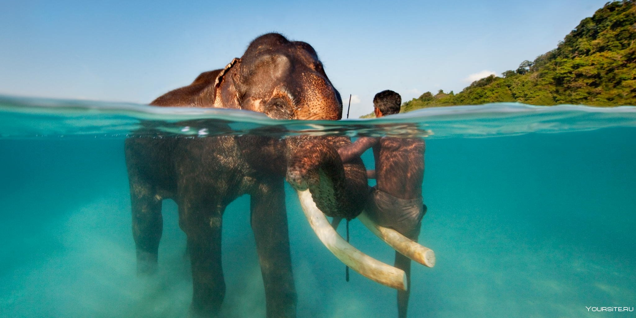 Interesting photo. Андаманские острова. Андаманские острова слон. Андаманские острова Индия. Андаманские и Никобарские острова.
