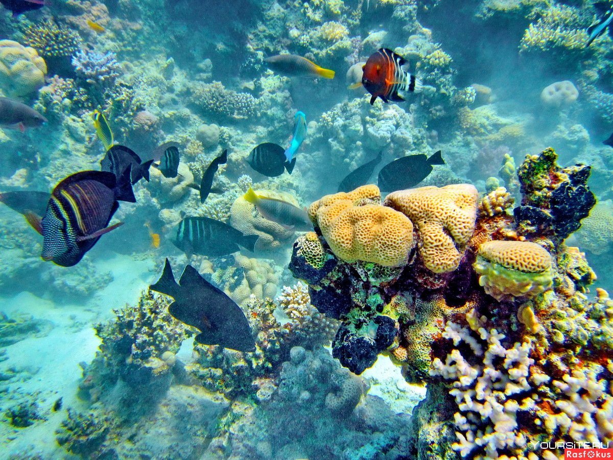 Рифы красного моря в Хургаде