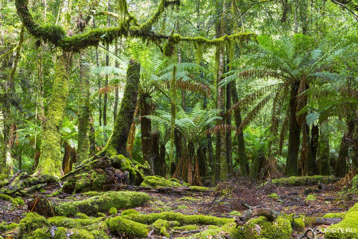Daintree Rainforest Австралия