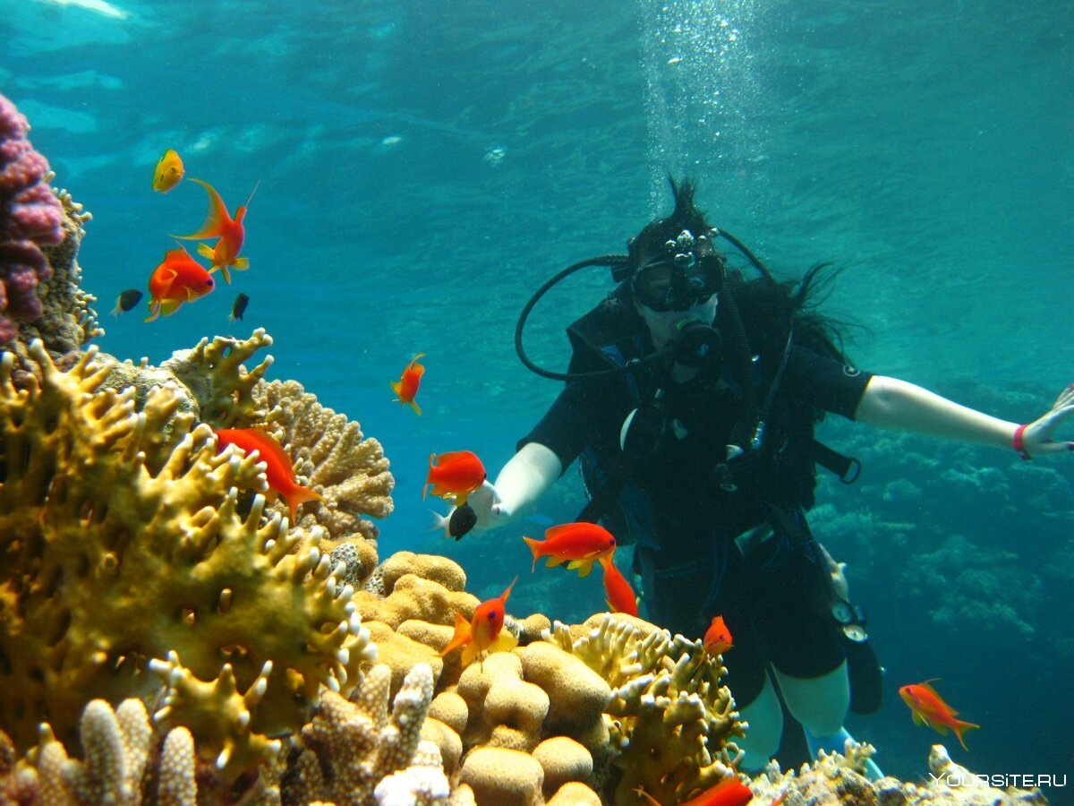 Красное море фото под водой в египте