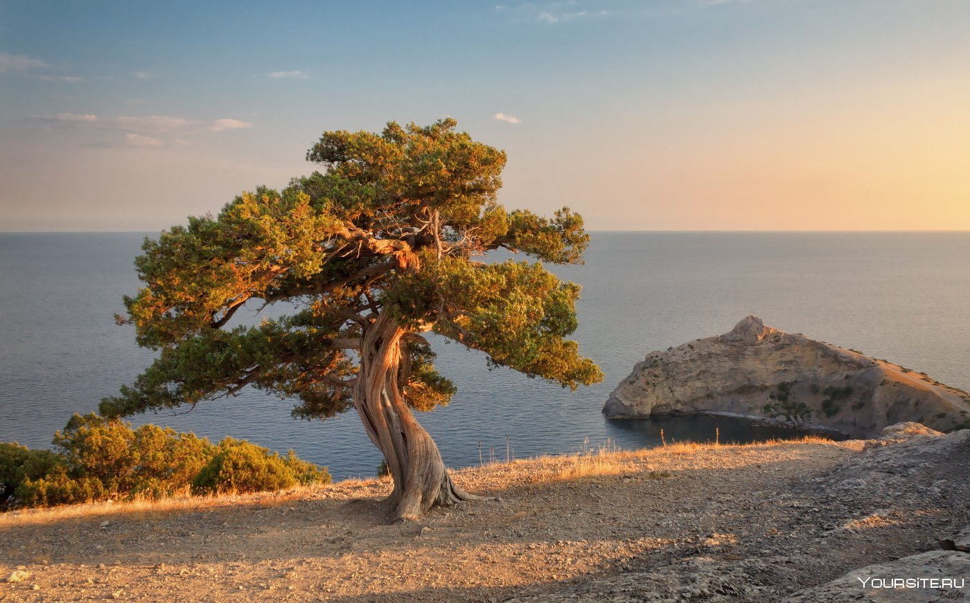 Дерево у берега
