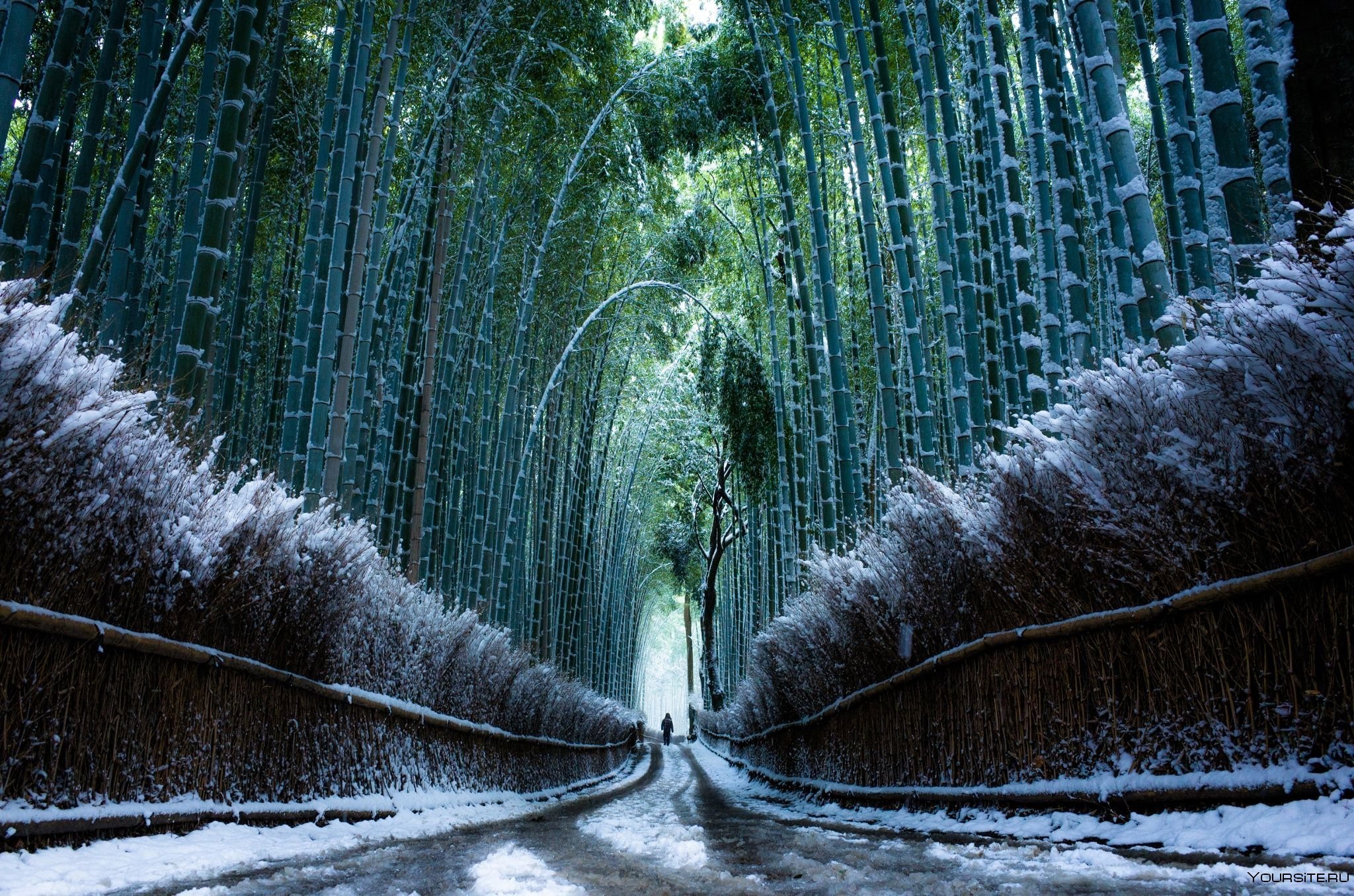 Необыкновенное зрелище. Бамбуковый лес Сагано в Киото. Бамбуковый лес Киото Япония. Бамбуковый лес в снегу Киото Япония. Бамбуковая роща Арасияма, Япония.