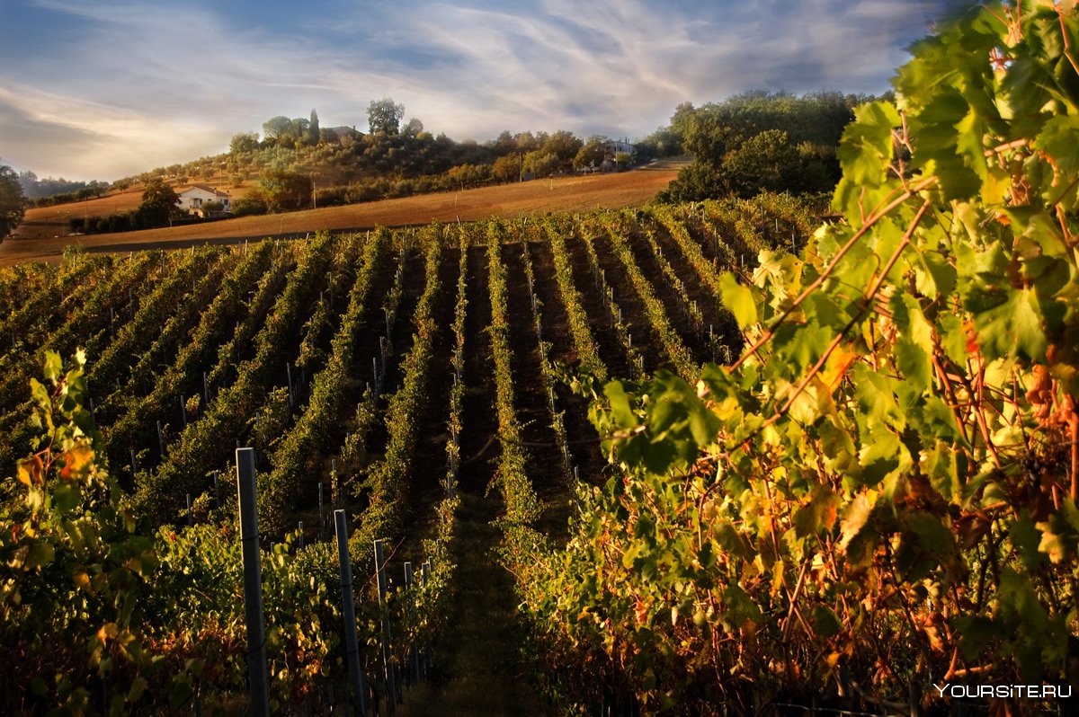 Италия виноградники Тосканы