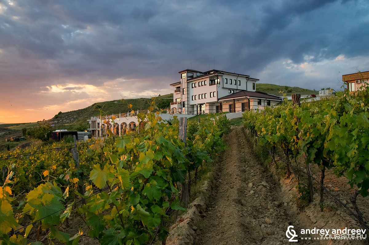 Болгария виноградники