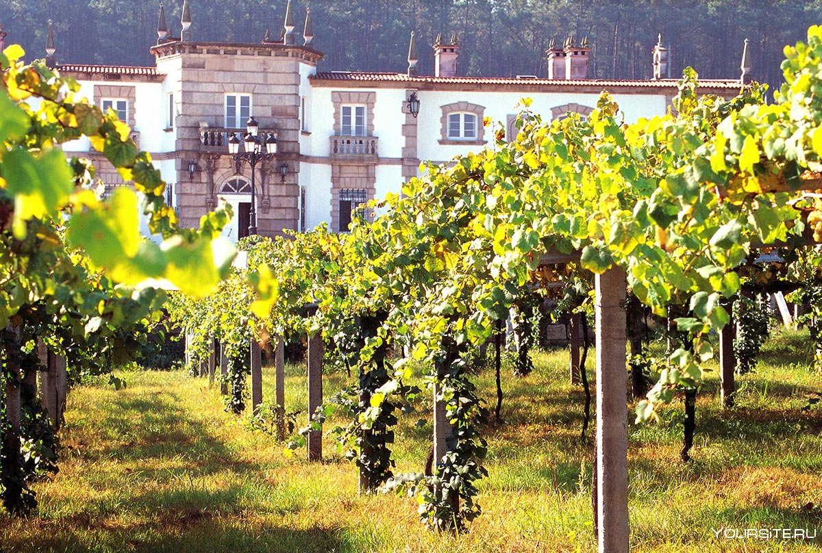 Испания Галисия виноградники