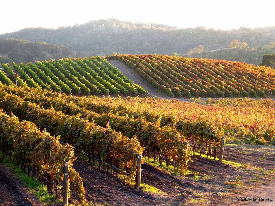 Lodi Калифорния виноградники