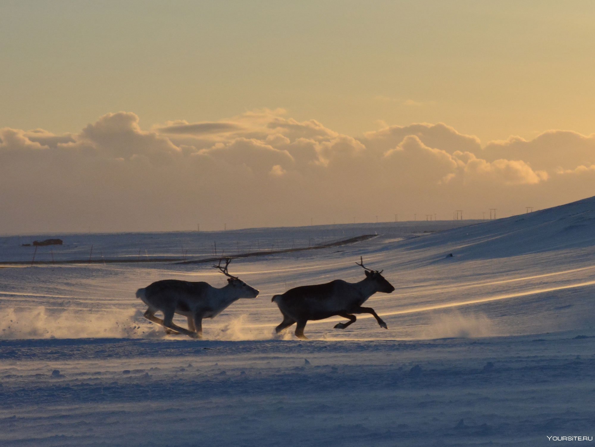 Олень в арктике. Арктика Кольский полуостров. Северный олень Кольский полуостров. Ямал олени Северное сияние.