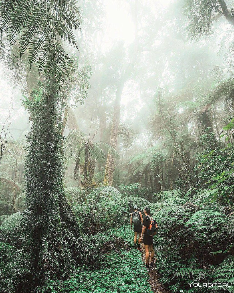 Красивая природа джунгли