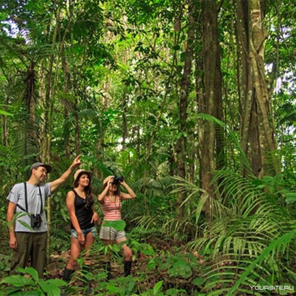 Rainforest группа