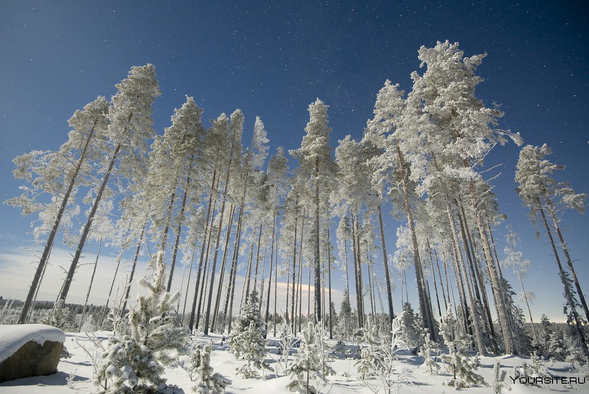 Карельский лес зимой
