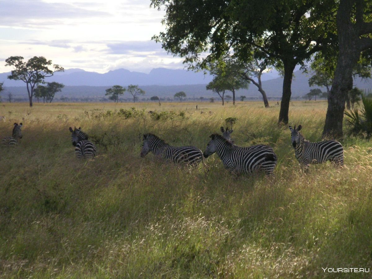 Танзания туризм сафари