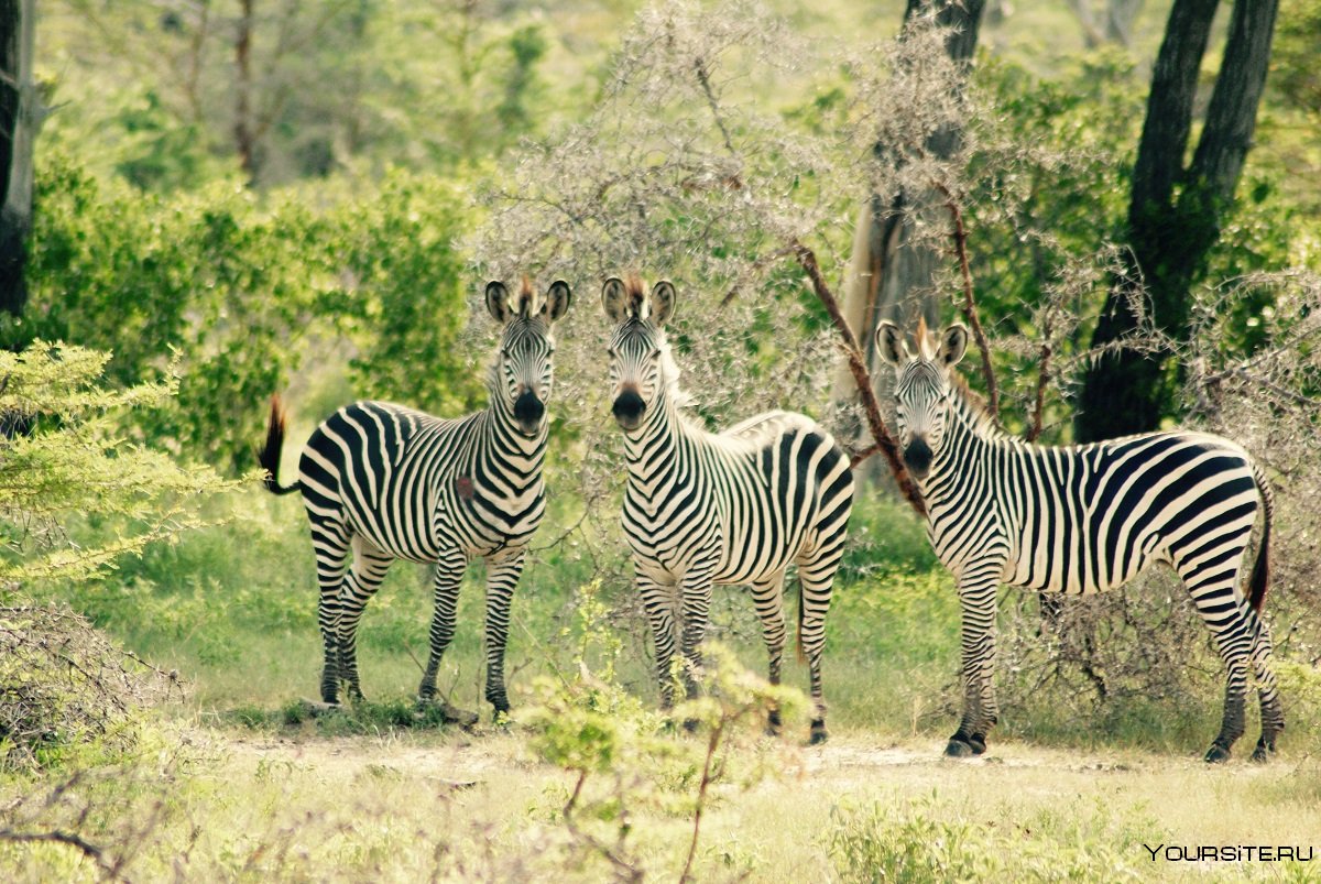 Национальный парк в Танзании Руаха животные