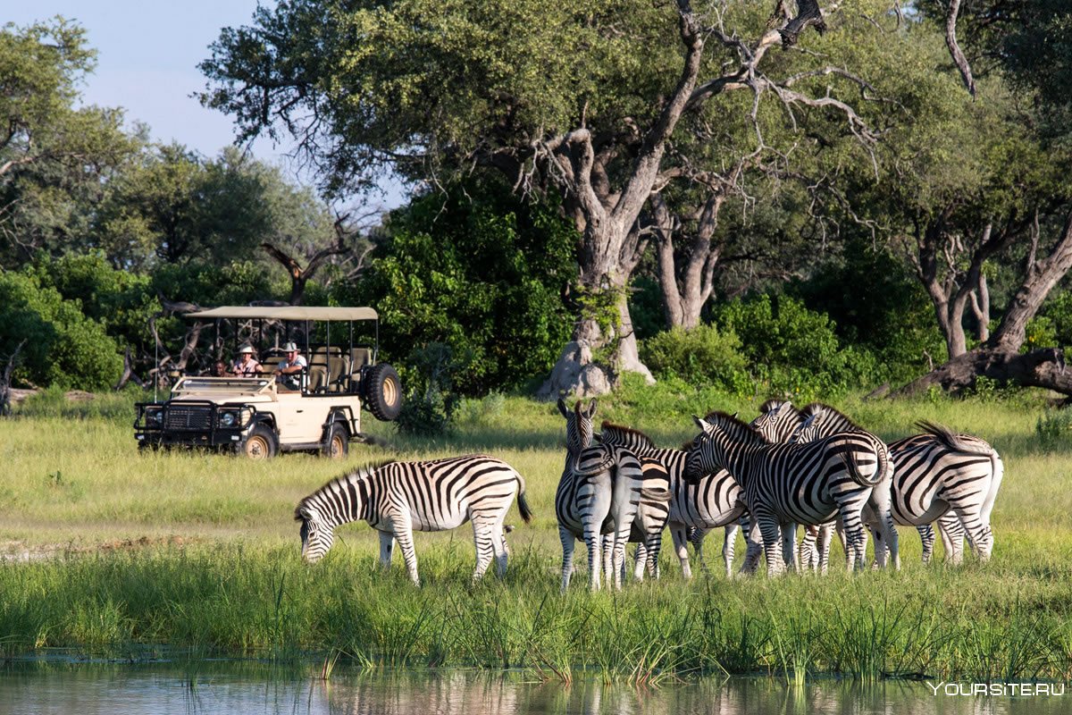 Танзания сафари парк Тарангире Танзания
