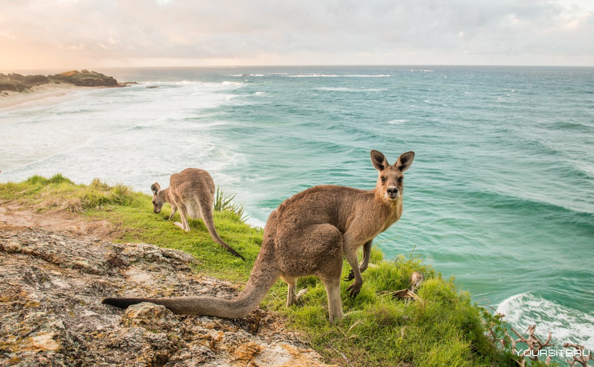 Путешествие в Австралию кенгуру