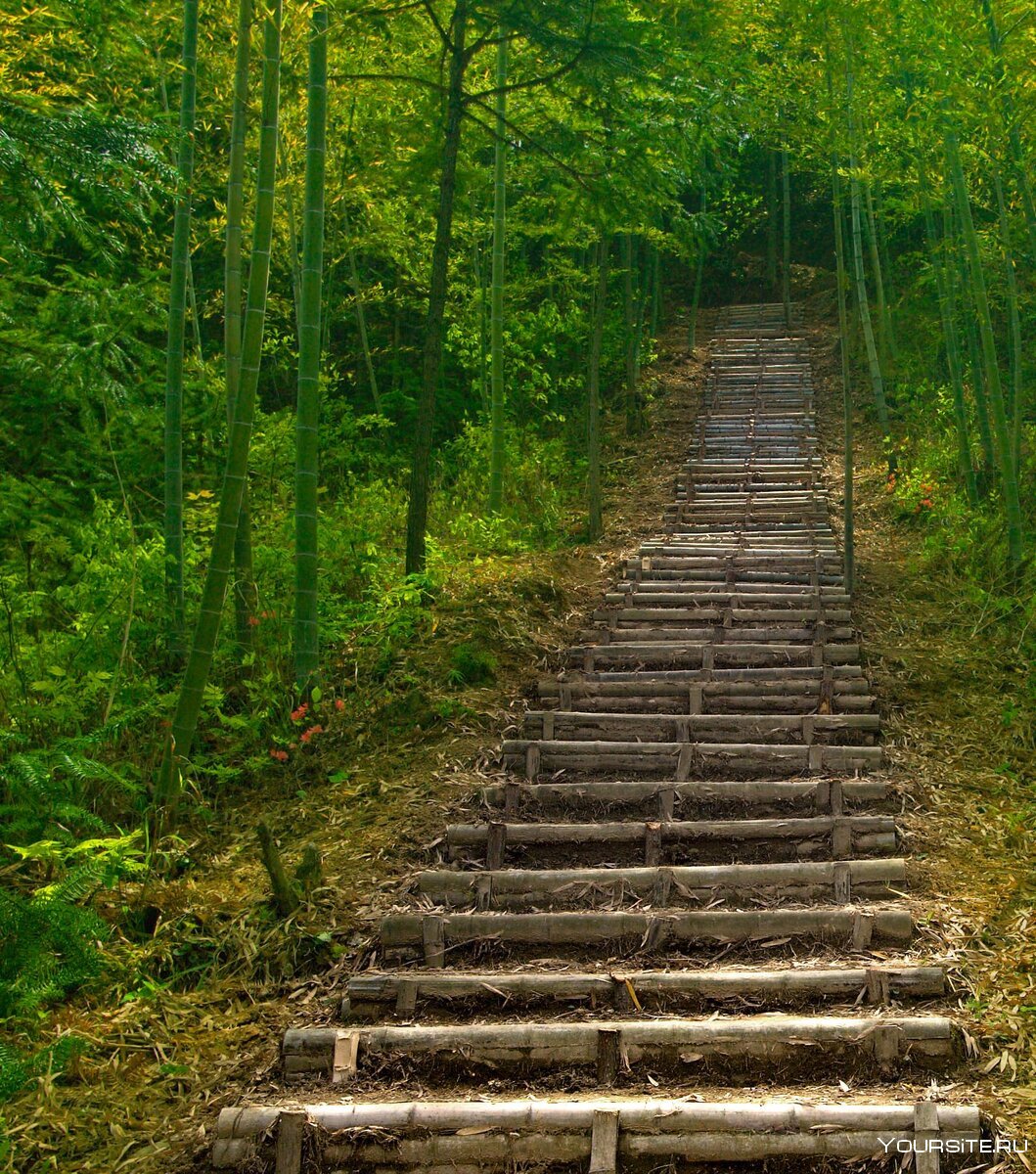 Каменная лестница в лесу
