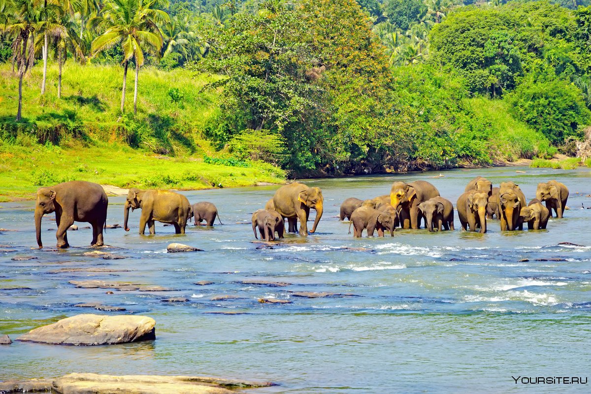 Слоном Шри Ланка в природе