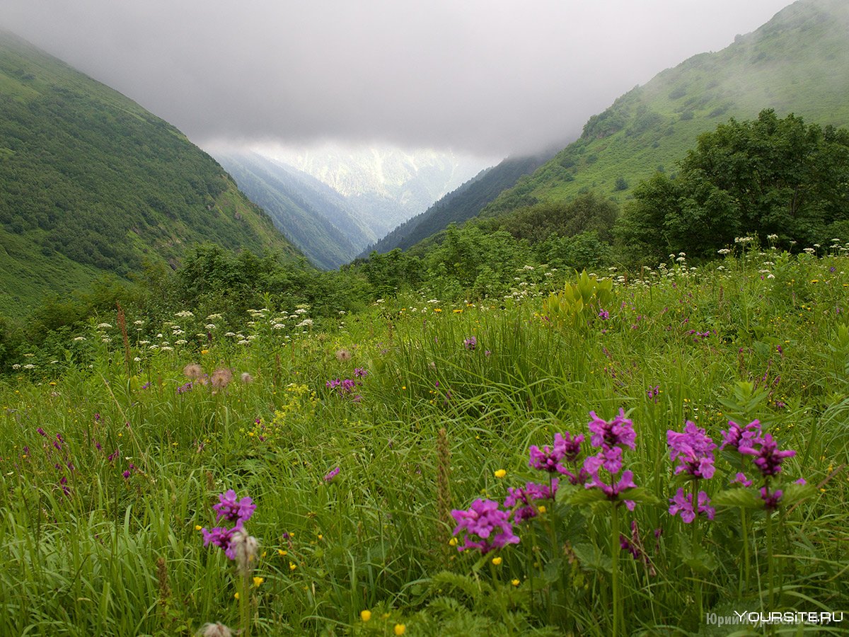 Альпийские высокогорные Луга Кавказ