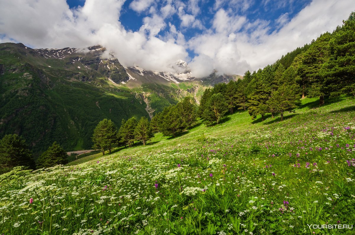 Кавказские Альпийские Луга
