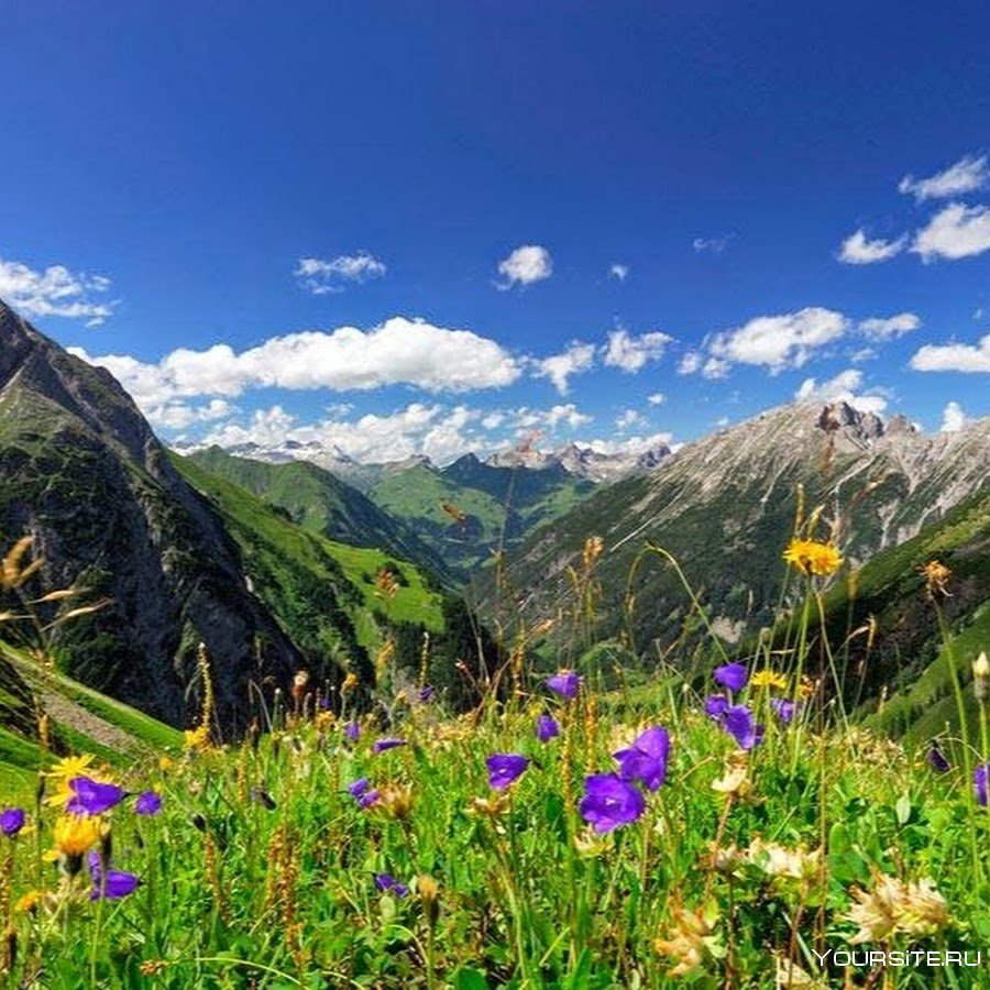 Альпийские Луга Северного Кавказа
