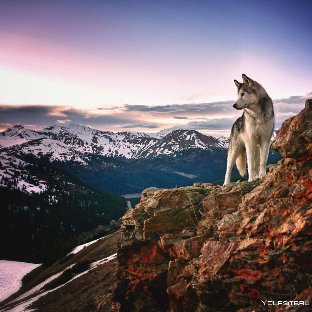 Волк скалистых гор