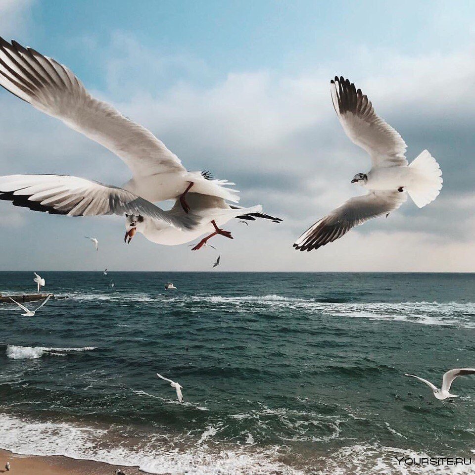 Море птицы