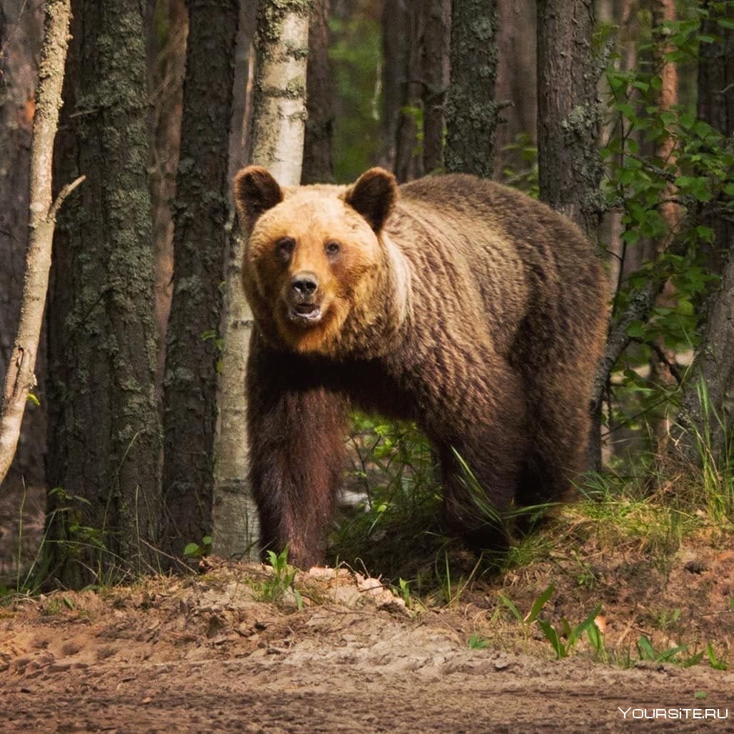 Большой медведь в лесу