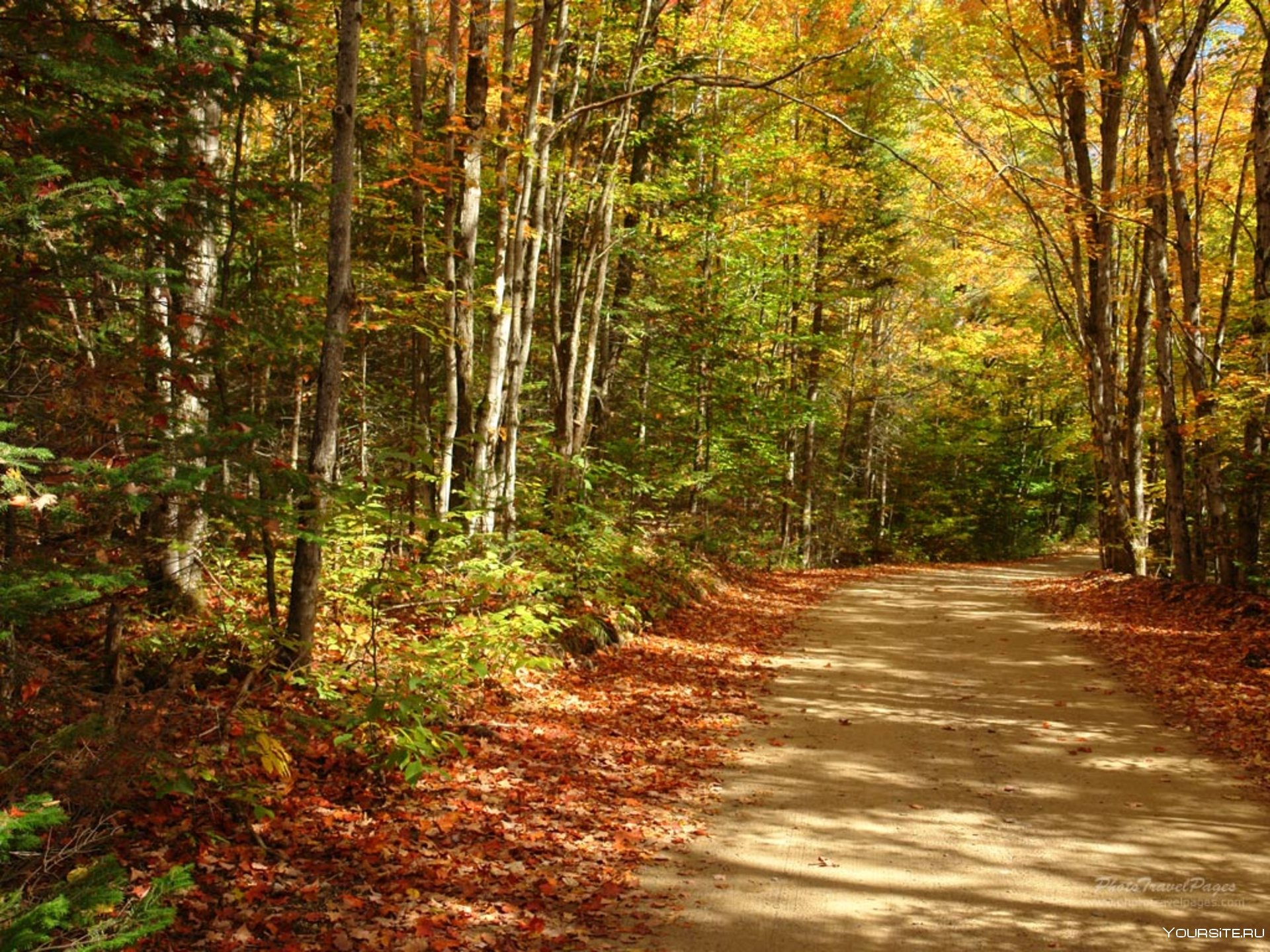Виды осеннего леса. Осенний лес. Осень в лесу. Лес осенью. Сентябрьский лес.