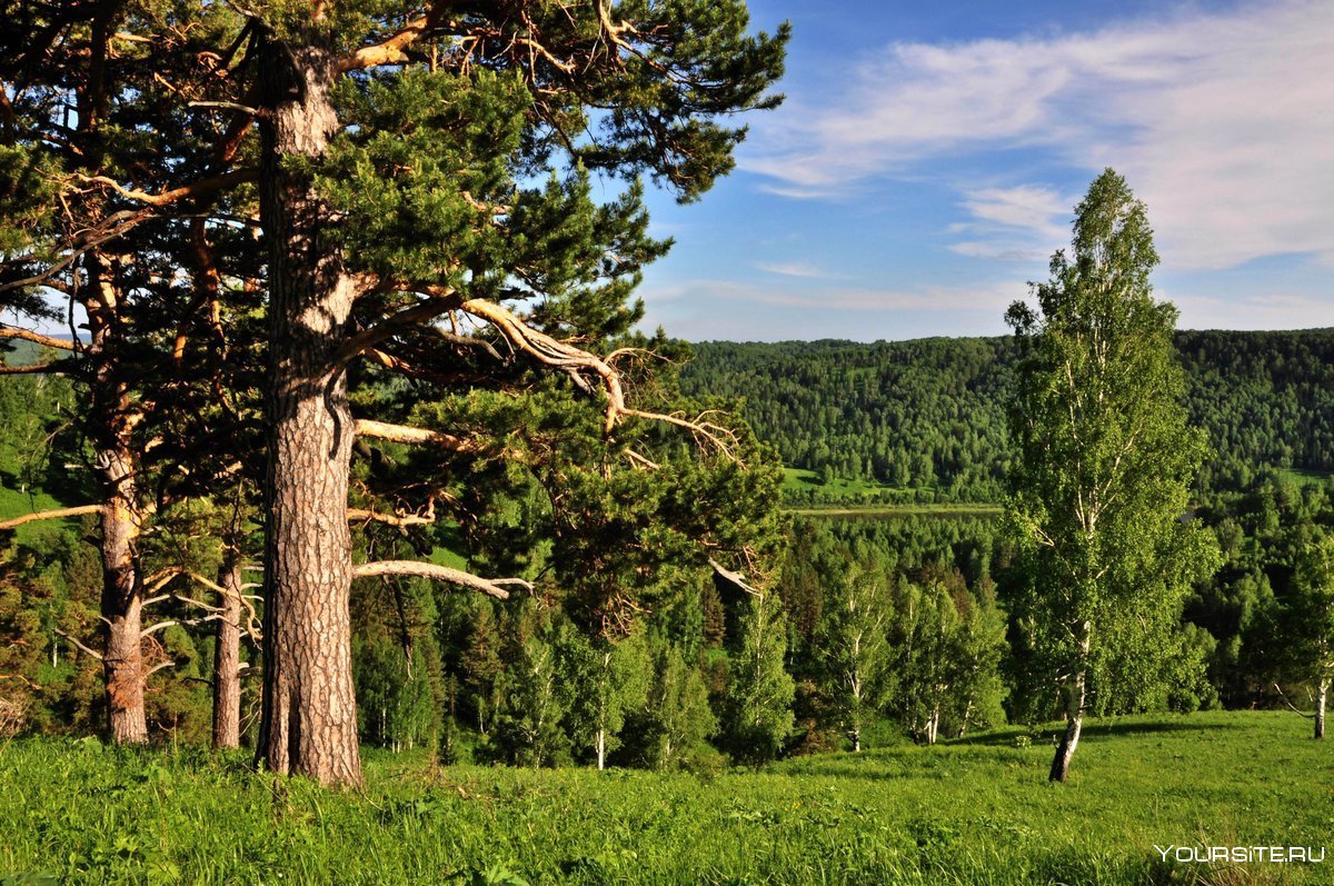 Сибирский Кедровый лес