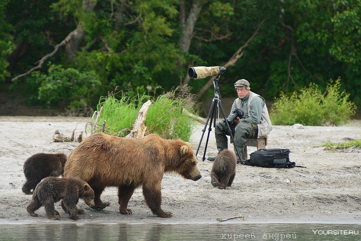 Фотограф с медведями на Камчатке
