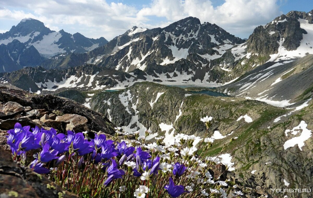 Горные цветы Кавказа Архыз