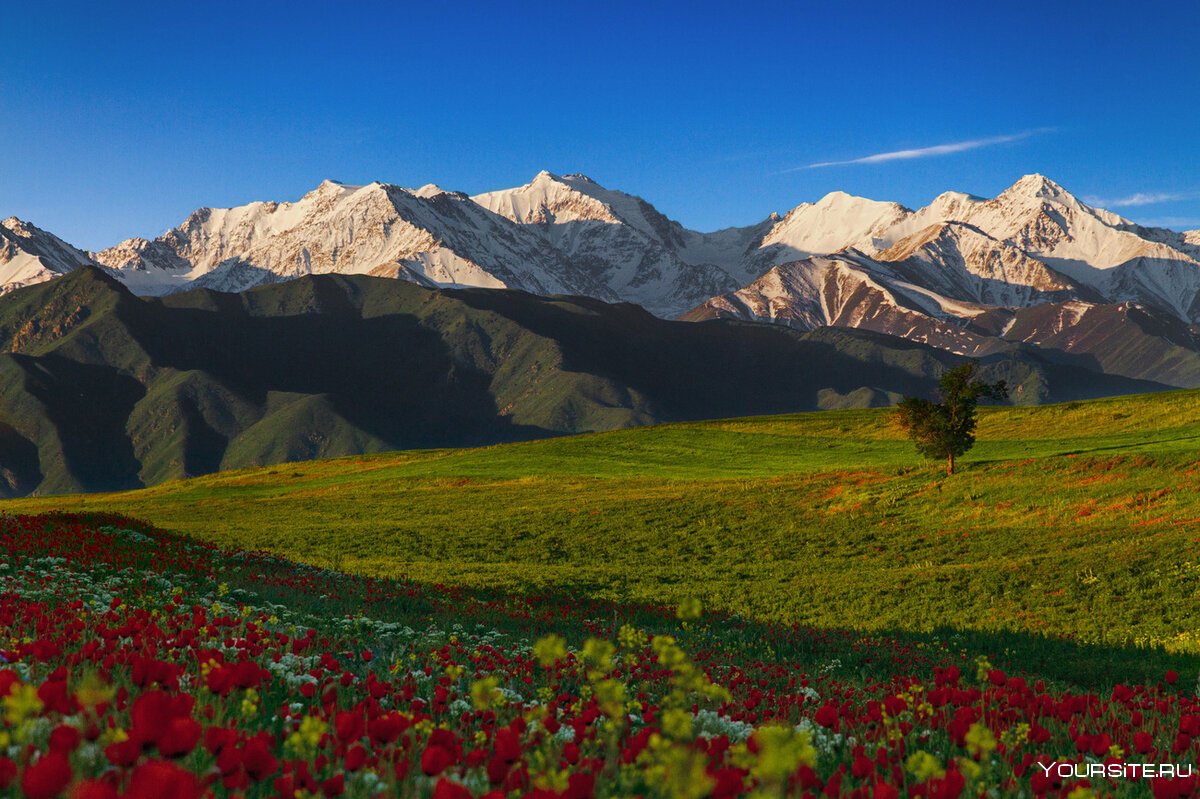 Природа Киргизия Тянь-Шань