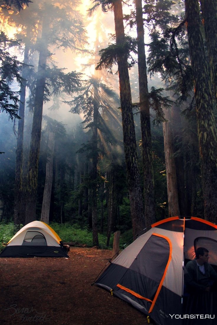 Палатка туристическая в лесу