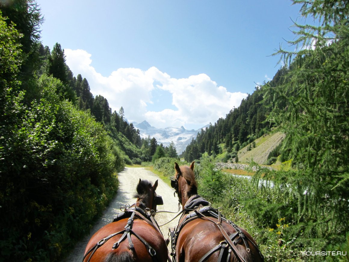 Конные прогулки Алтай Чемал