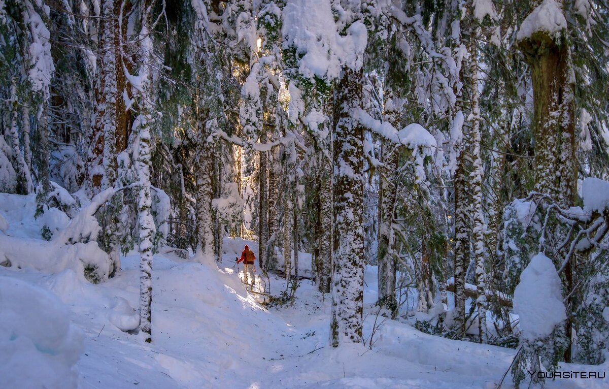 Замерзший Путник зимой в лесу