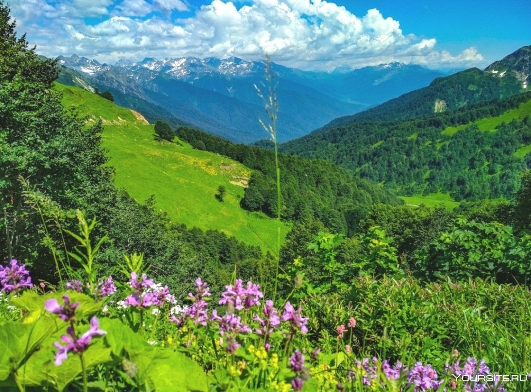 Ауадхара Абхазия Альпийские Луга