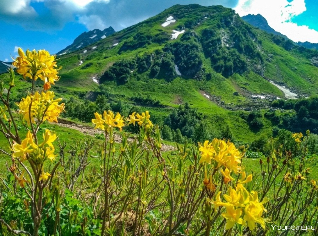 Абхазия горы Альпийские Луга