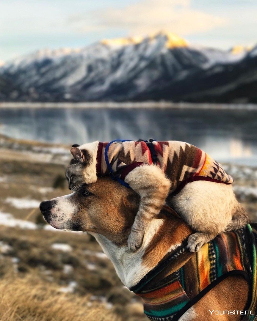 Пёс Генри и кот балу из Колорадо