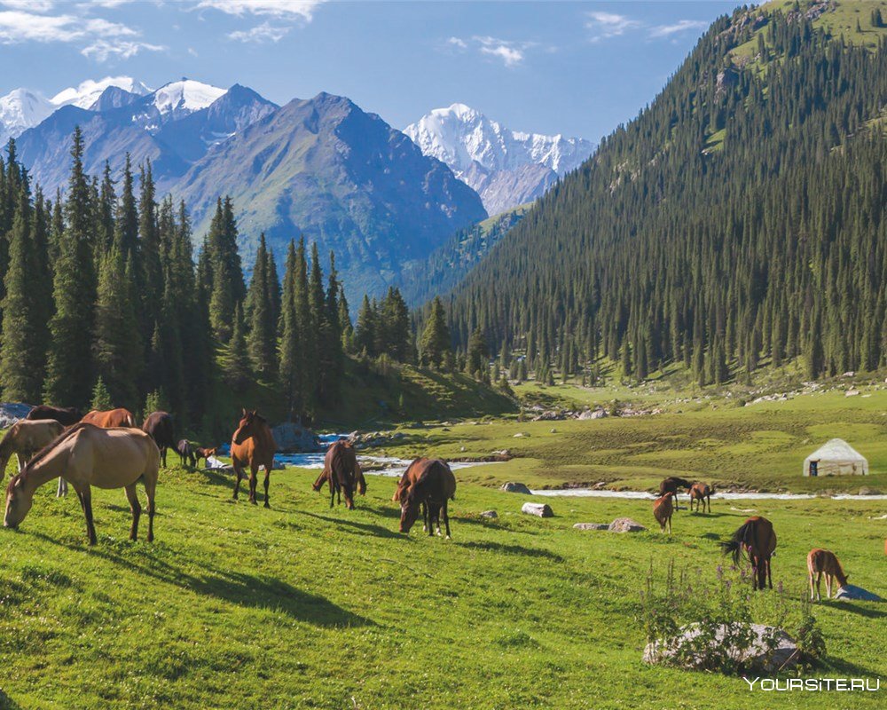 Природа Кыргызстана горы жайлоо
