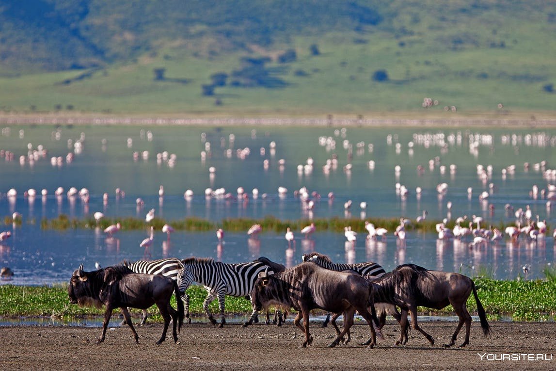 Национальный парк Маньяра Танзания